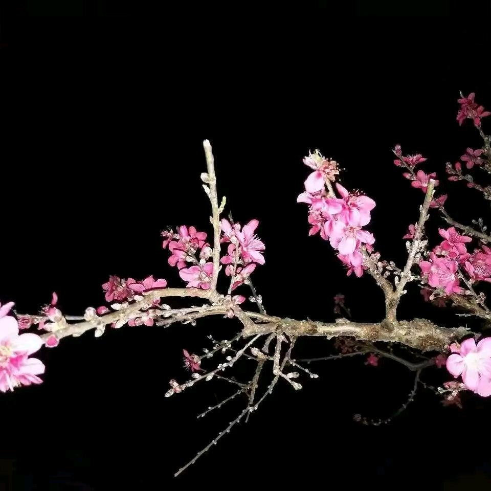 连平县上坪镇忠旭家庭农场