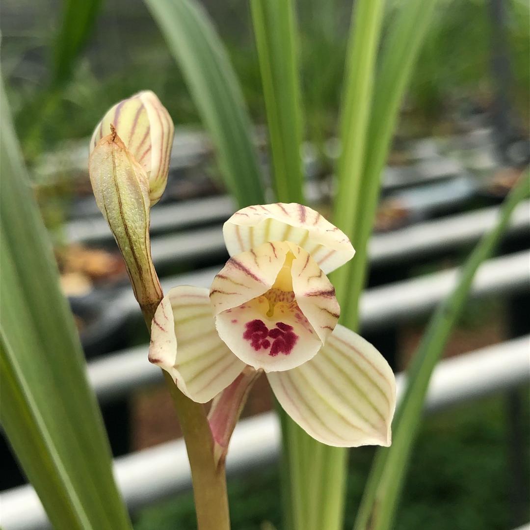 靖缘兰花（菇凉兰苑）