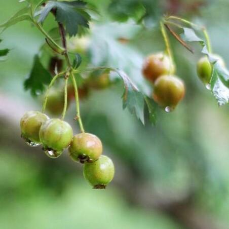 龍行⭐零距离30