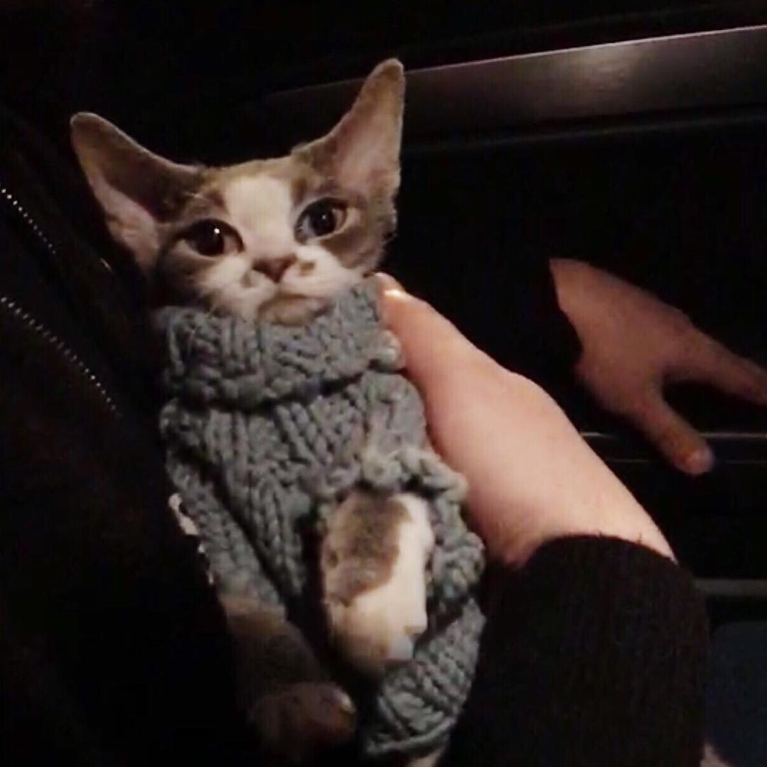 叶子喵~德文卷毛猫舍