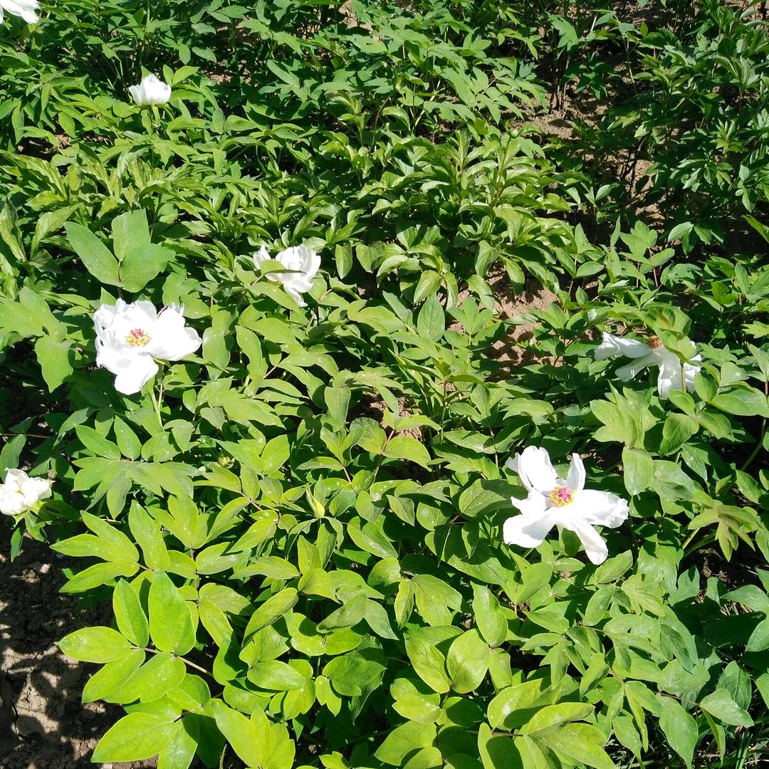 歌舞飞扬