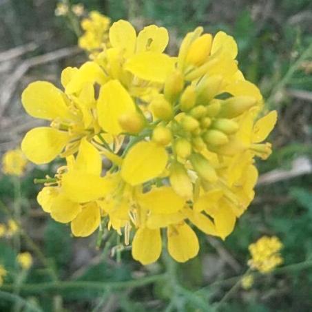 杨青花