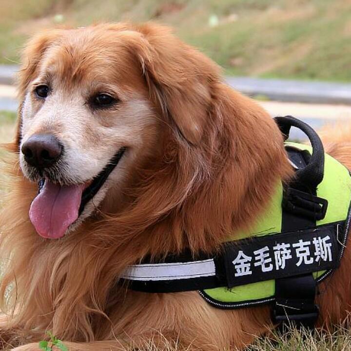 金毛萨克斯