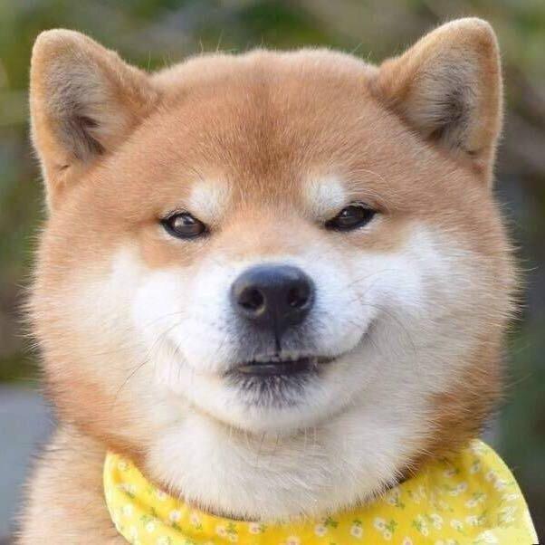 小小晨狗增可爱