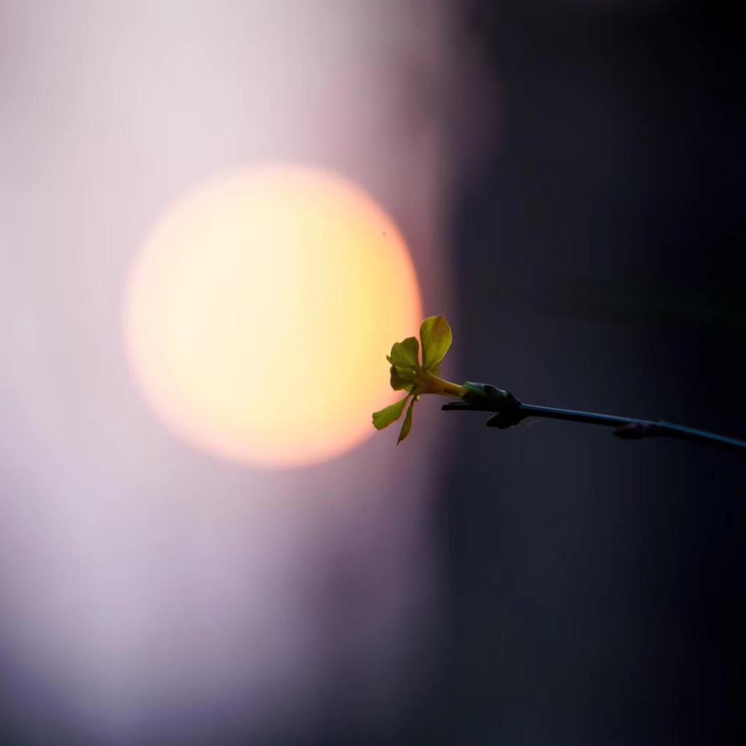 文聪