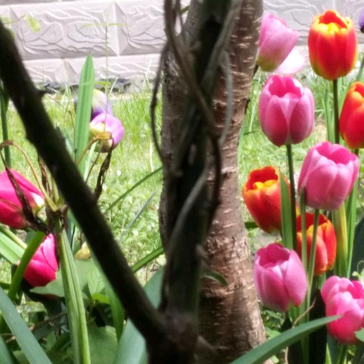 玉兔🐰🐰🐰