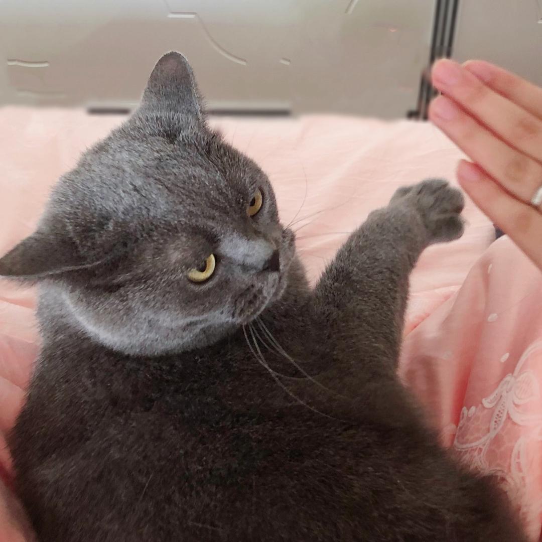 萌猫宝哥哥