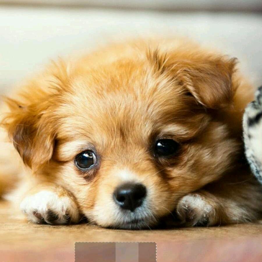 柠檬——有点儿甜