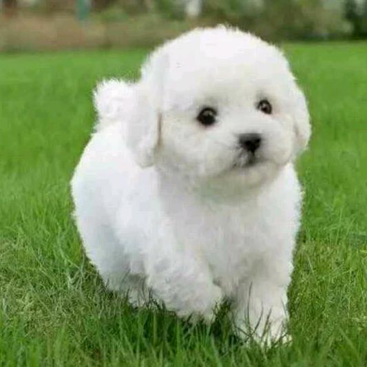 手机用户心静如水