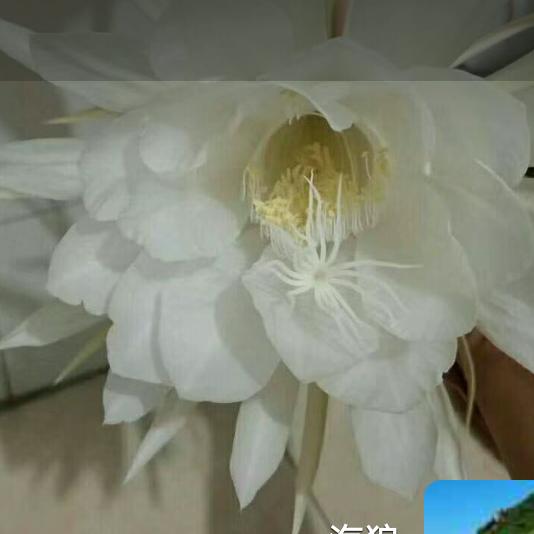 海狼