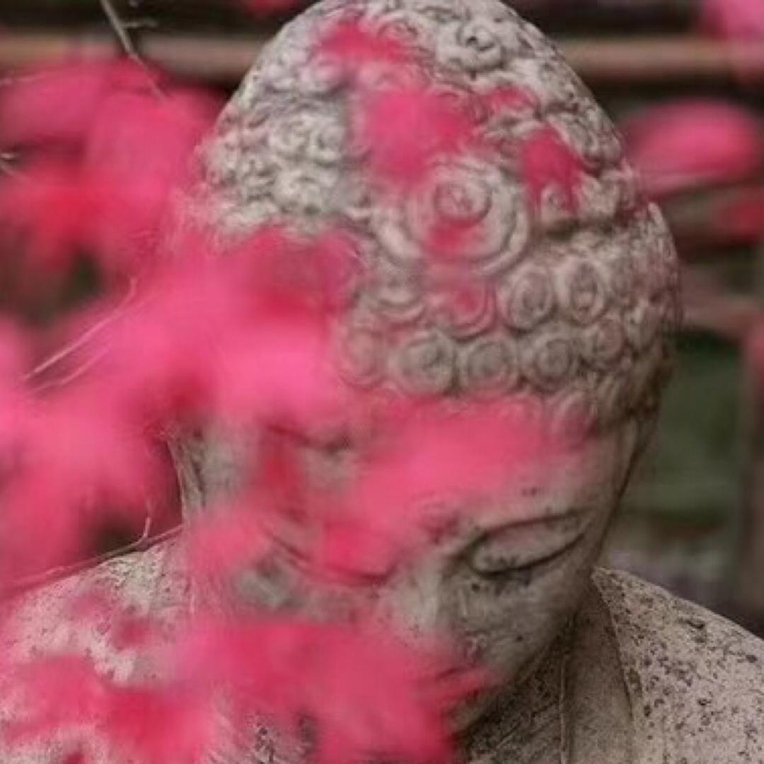 🦋ꦿ໊余生᭄🕊随心᭄ꦿᩚ٭