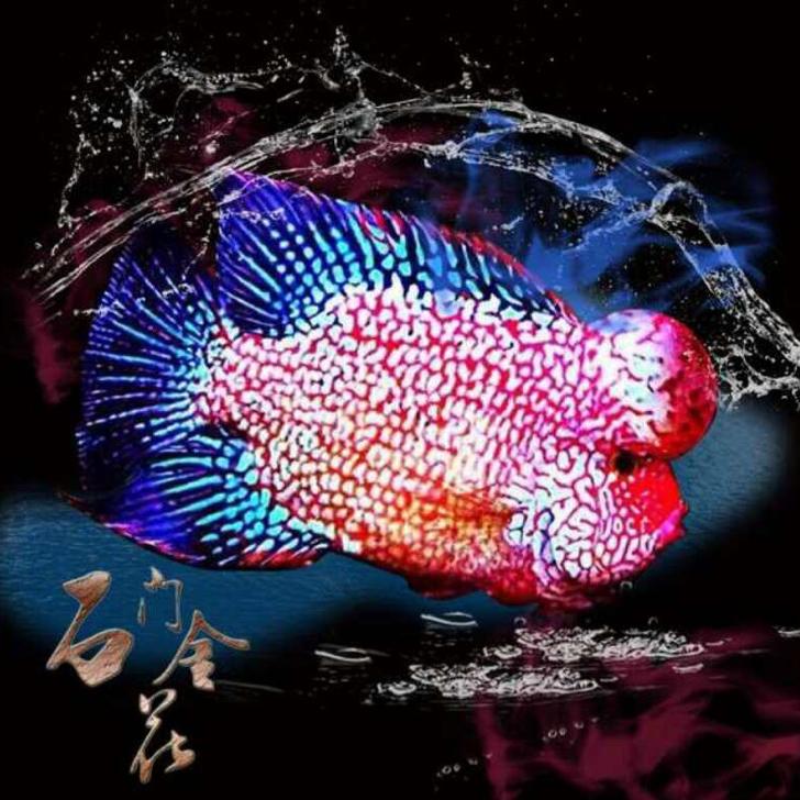 石门金花-罗汉鱼达人