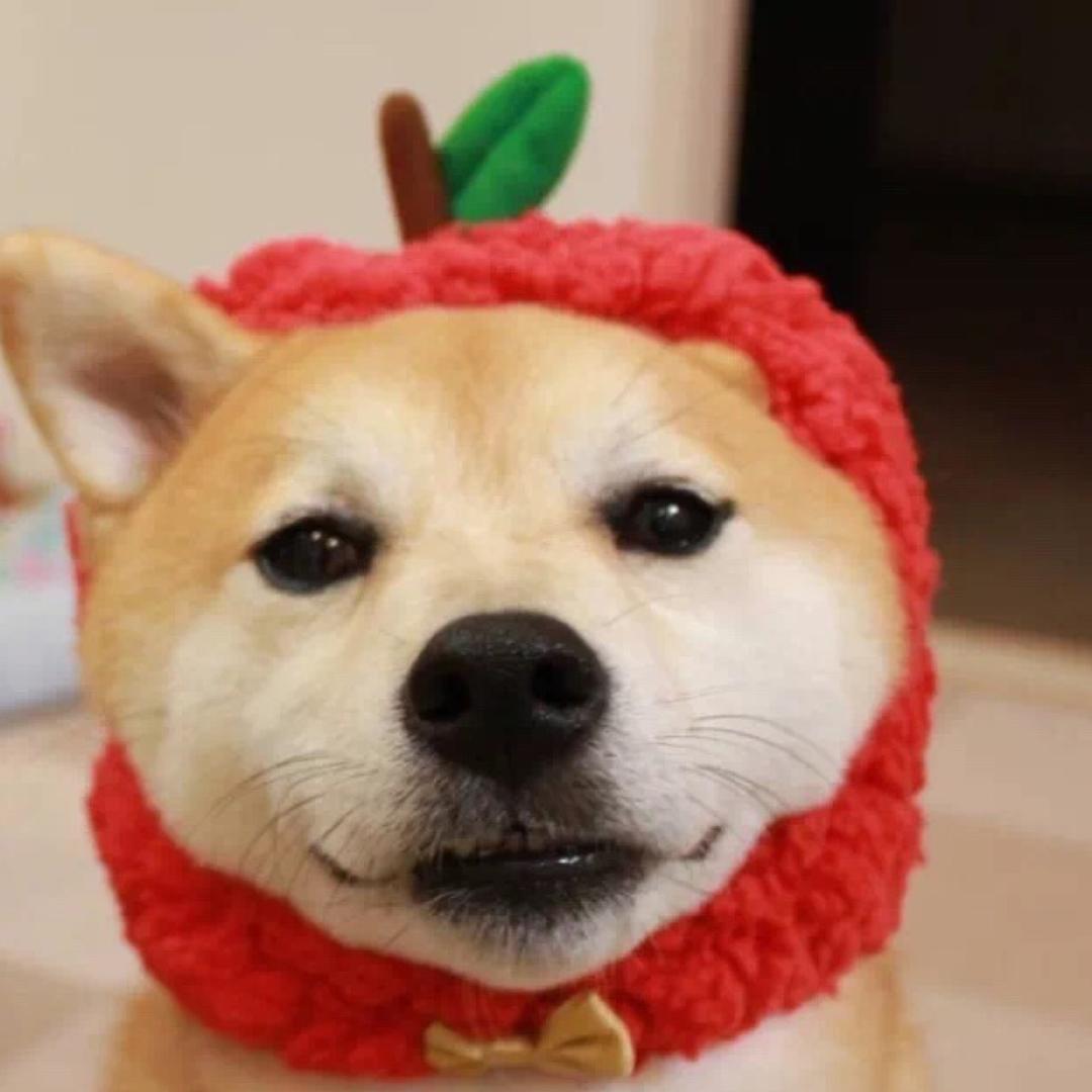圜子酱丶