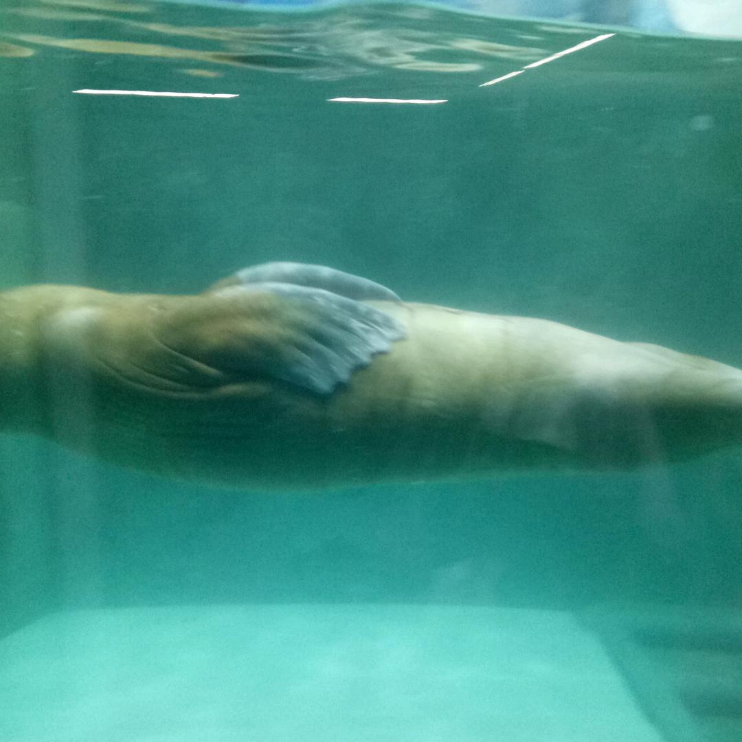 ꧁꫞虎💞꫞꧂