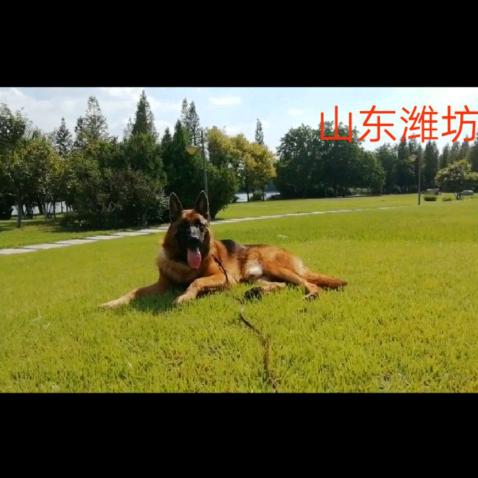 CSV——潍坊﹌浩哥（旺轩）