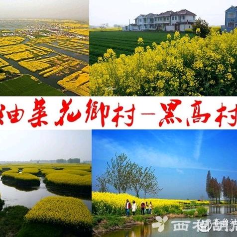 兴化🌸千岛菜花黑高村！