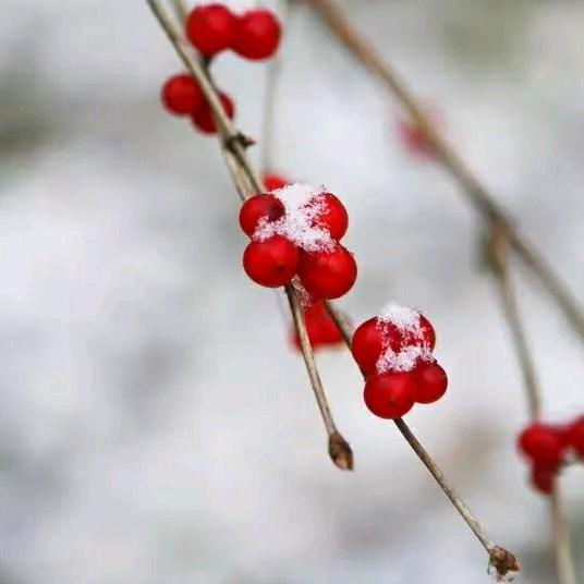 向阳花🌸