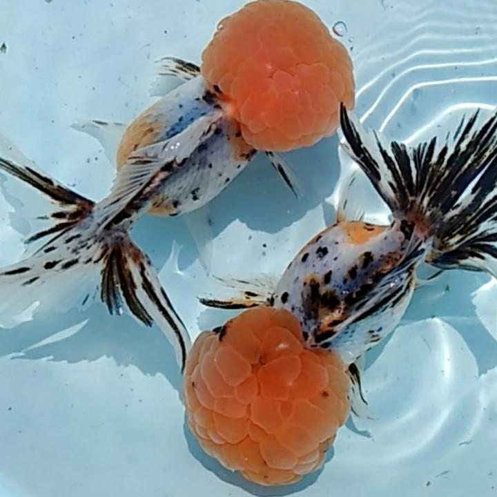 国之粹观赏鱼