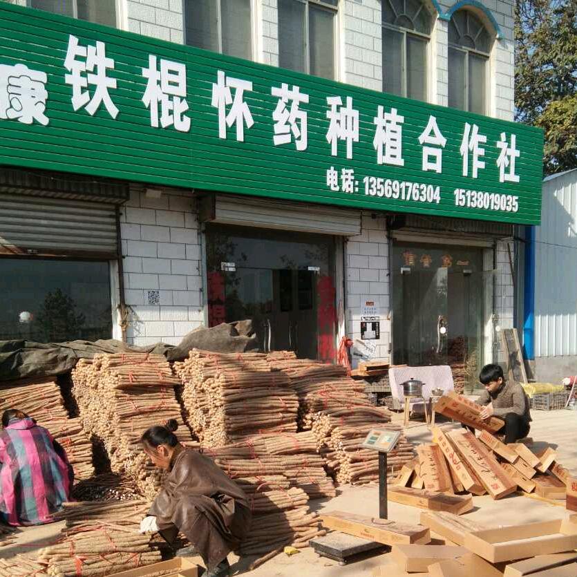 焦作，温县，铁棍山药强哥