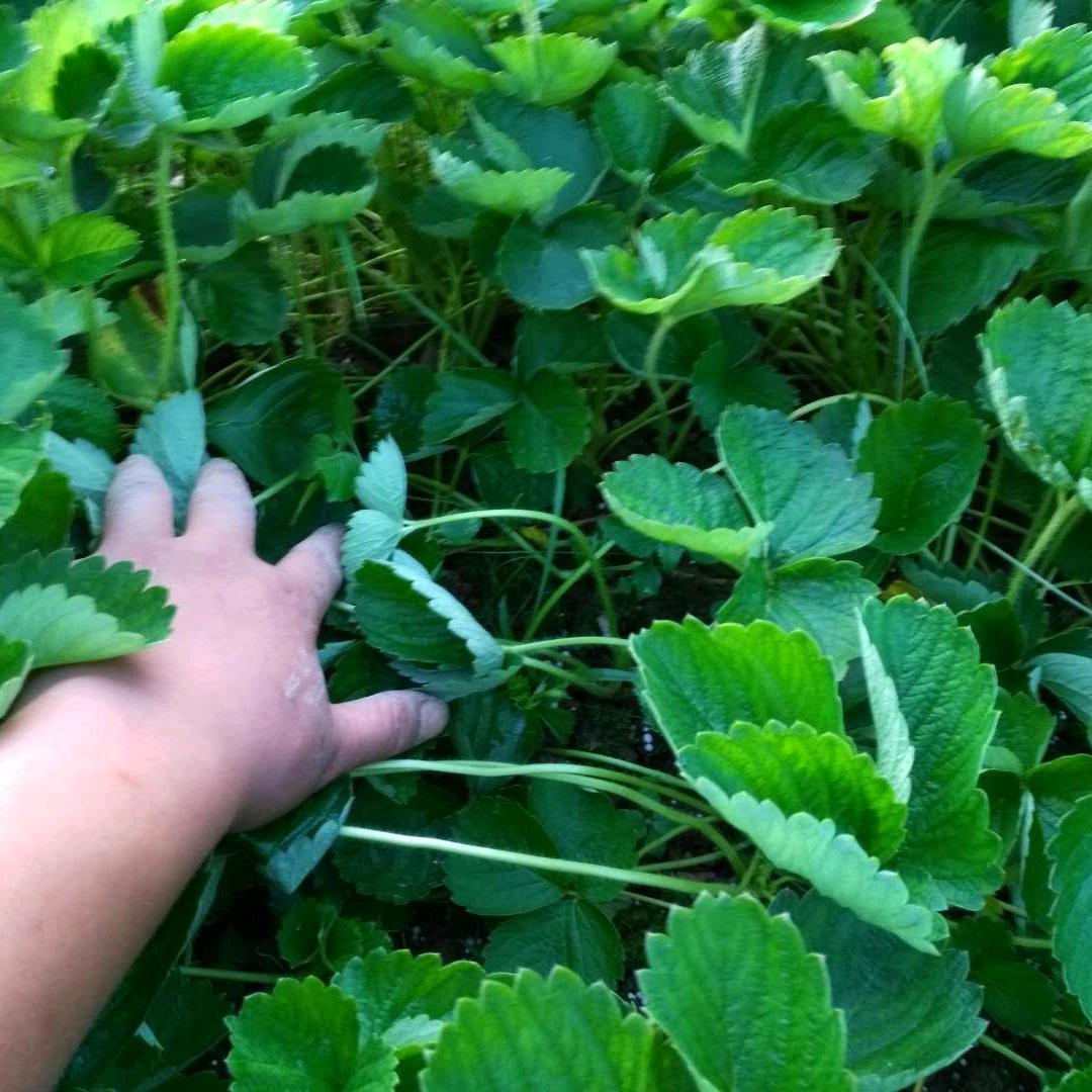 广西兴安盛丰草莓苗繁育基地