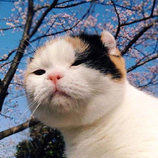 朱狸九