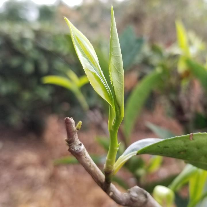 茶叁酒肆