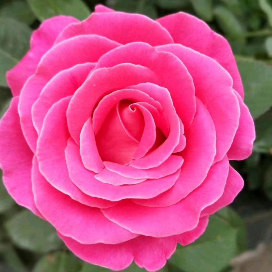 用户2298296309049春暖花开