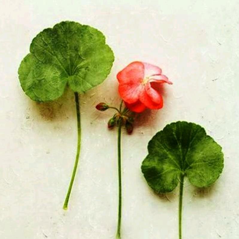 爱拉屎的范宝宝