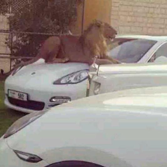 年龄不大的小老头