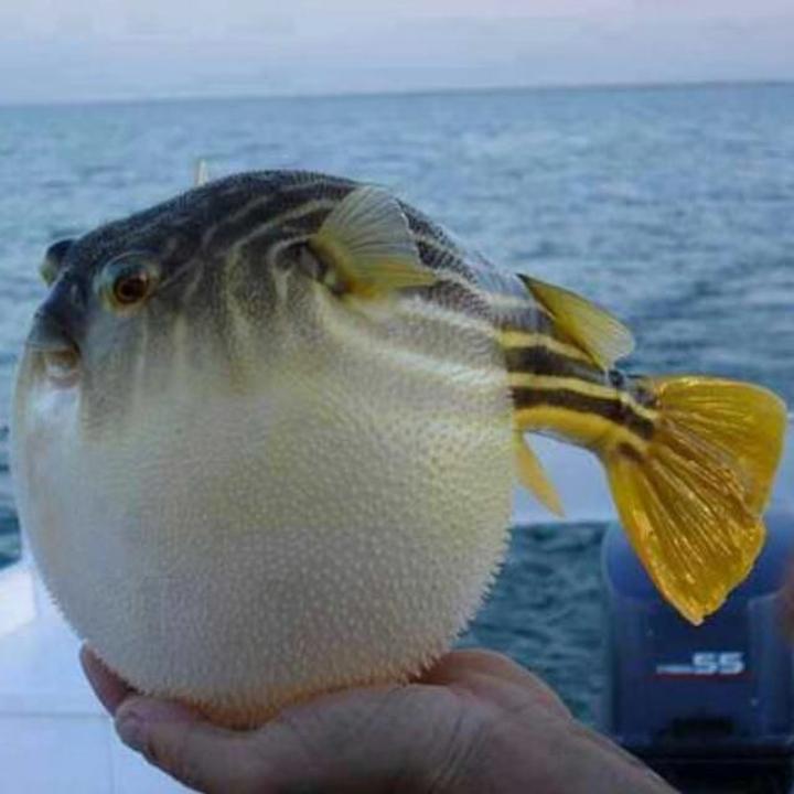 🐡史磊🐡