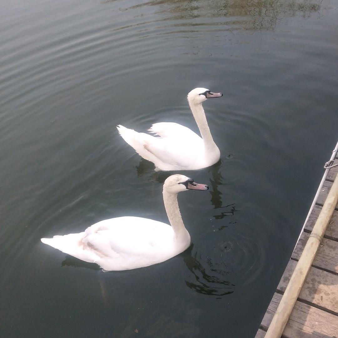 氟西汀ᵎ(•̀㉨•́)و ̑̑ 加油