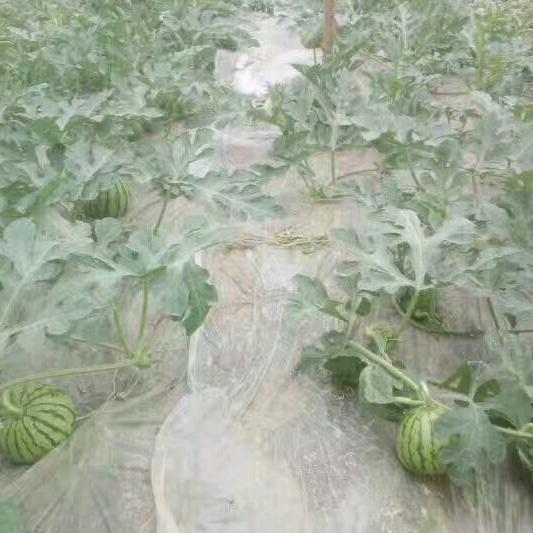 明天会更好