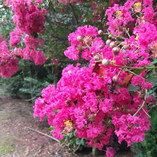 鲁山县紫薇种植农民专业合作社