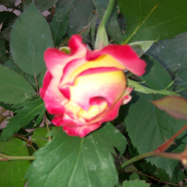 花开花落