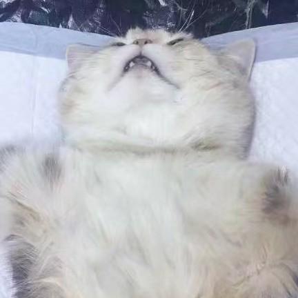 现在不想吃可爱多的花