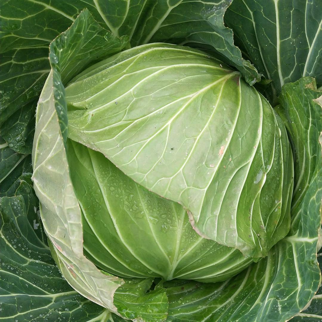 四川大白菜 包菜—王刚