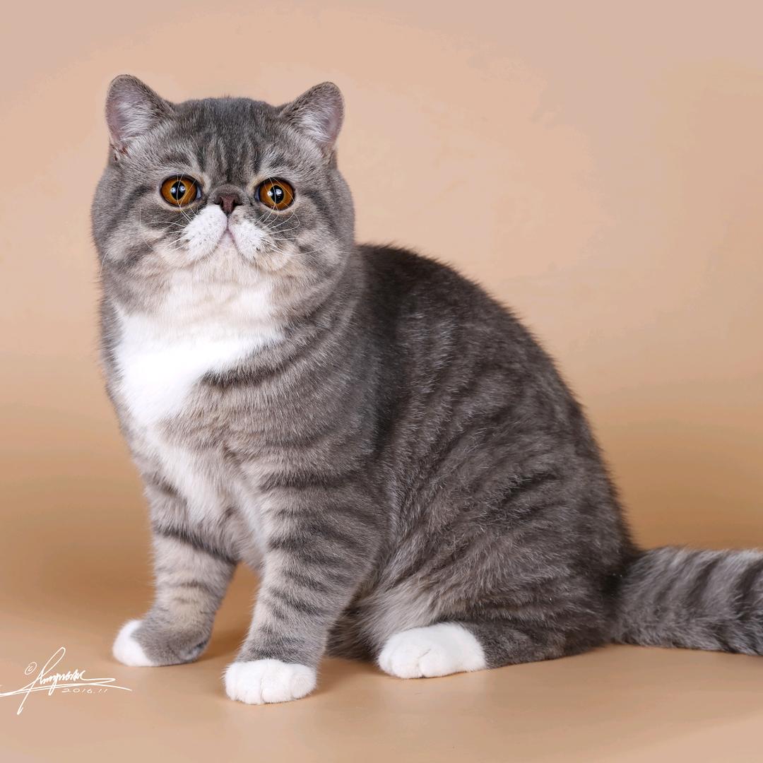 我的加菲猫，你的暖宝宝
