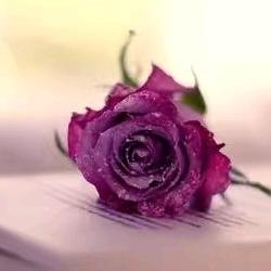 🌸平🌸凡🌸人🌸生🌸