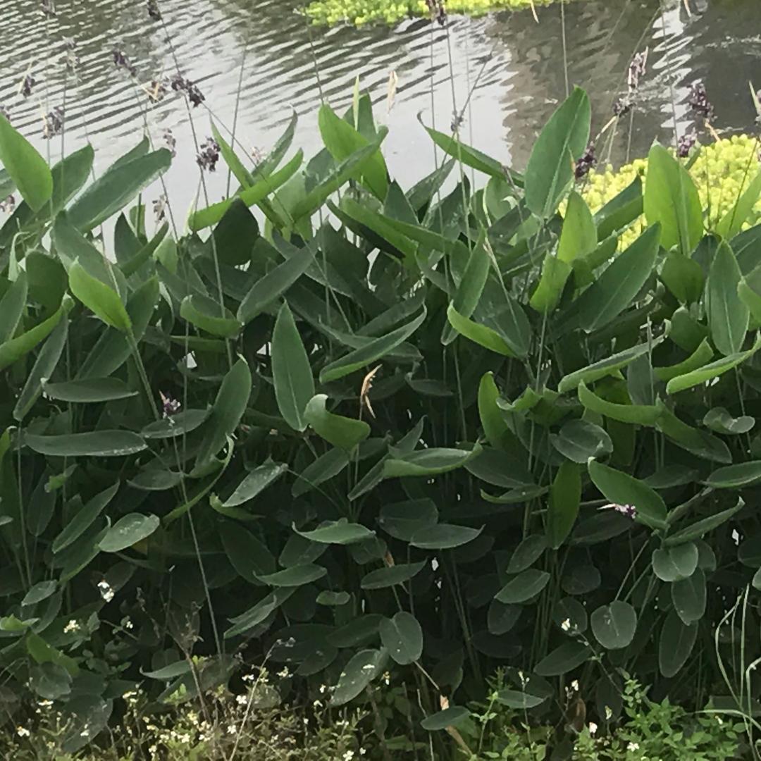 吴锦龙