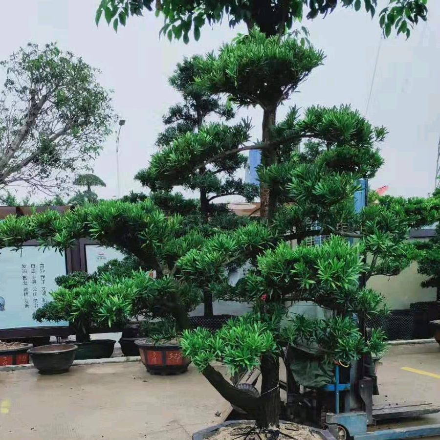 文杰花木种植场