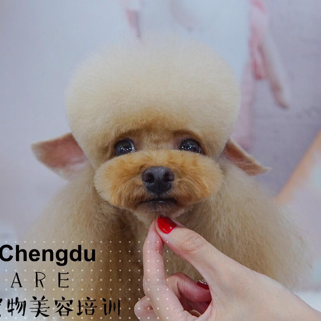 成都比克尔宠物美容培训