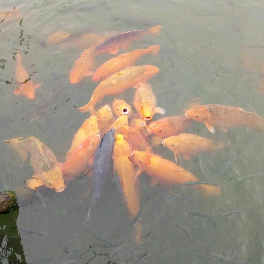 飞儿香云纱