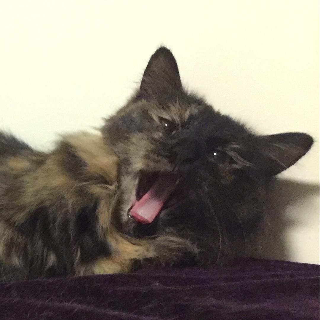 黑脸小猫咪