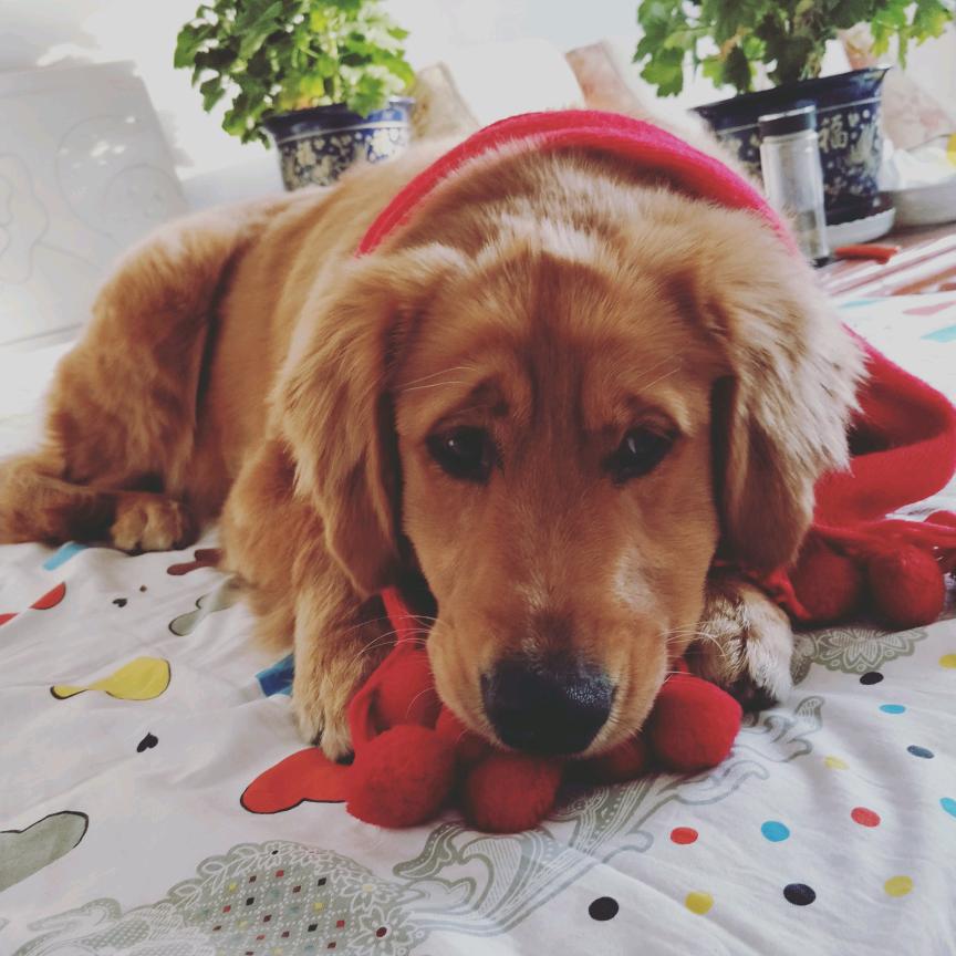 才艺🐶妞妞