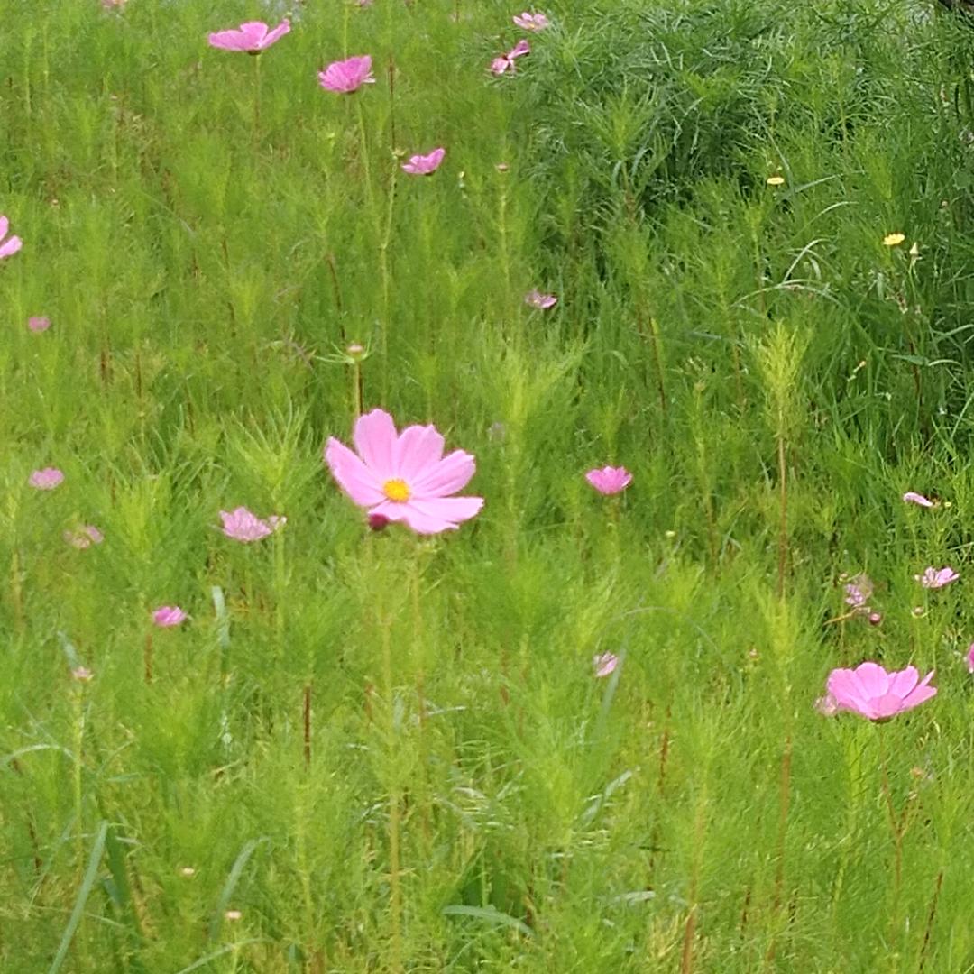 花草
