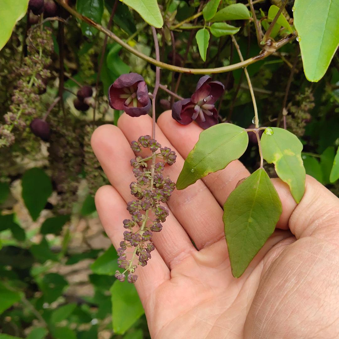 普济天台晓强花卉
