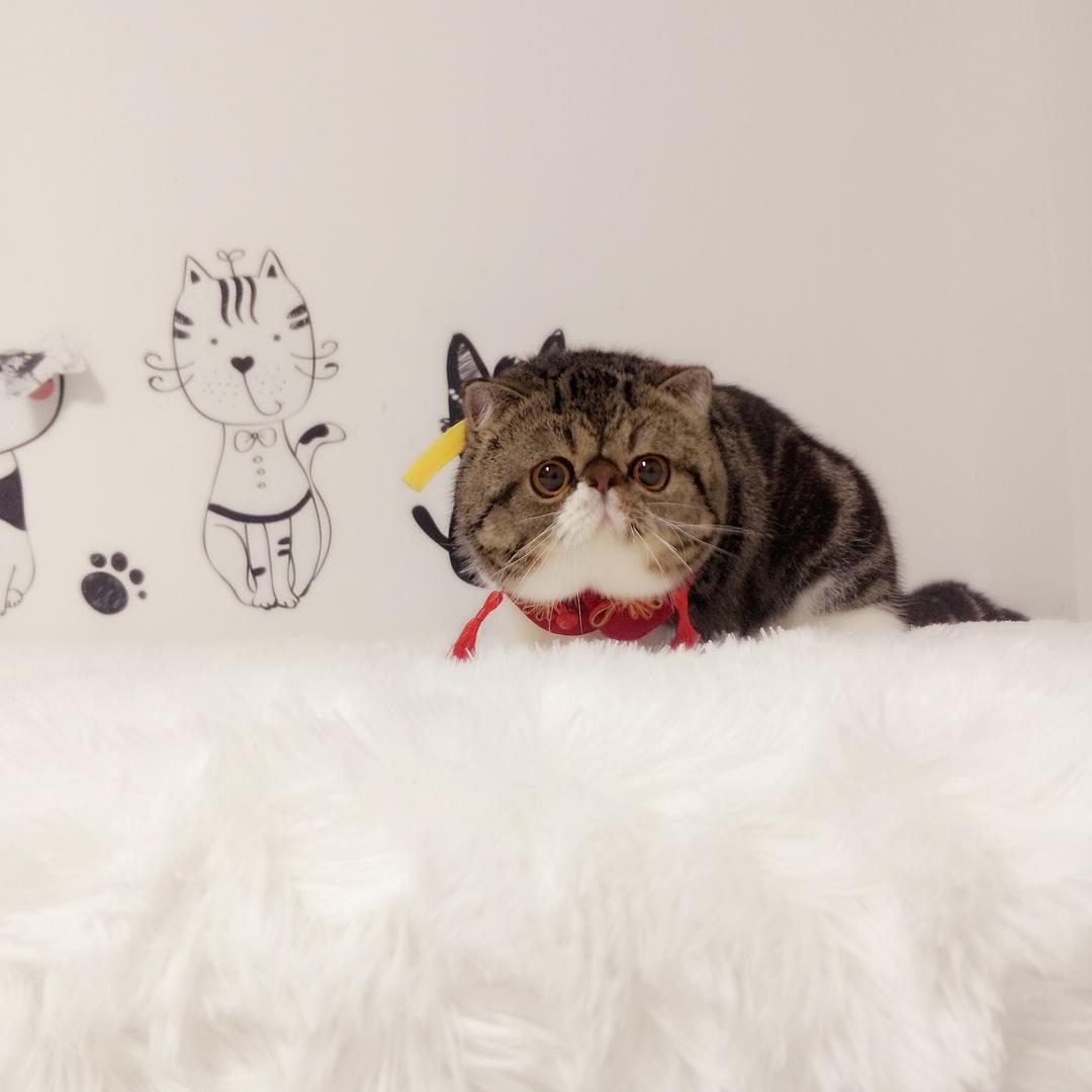 幕后煮屎的扁脸猫