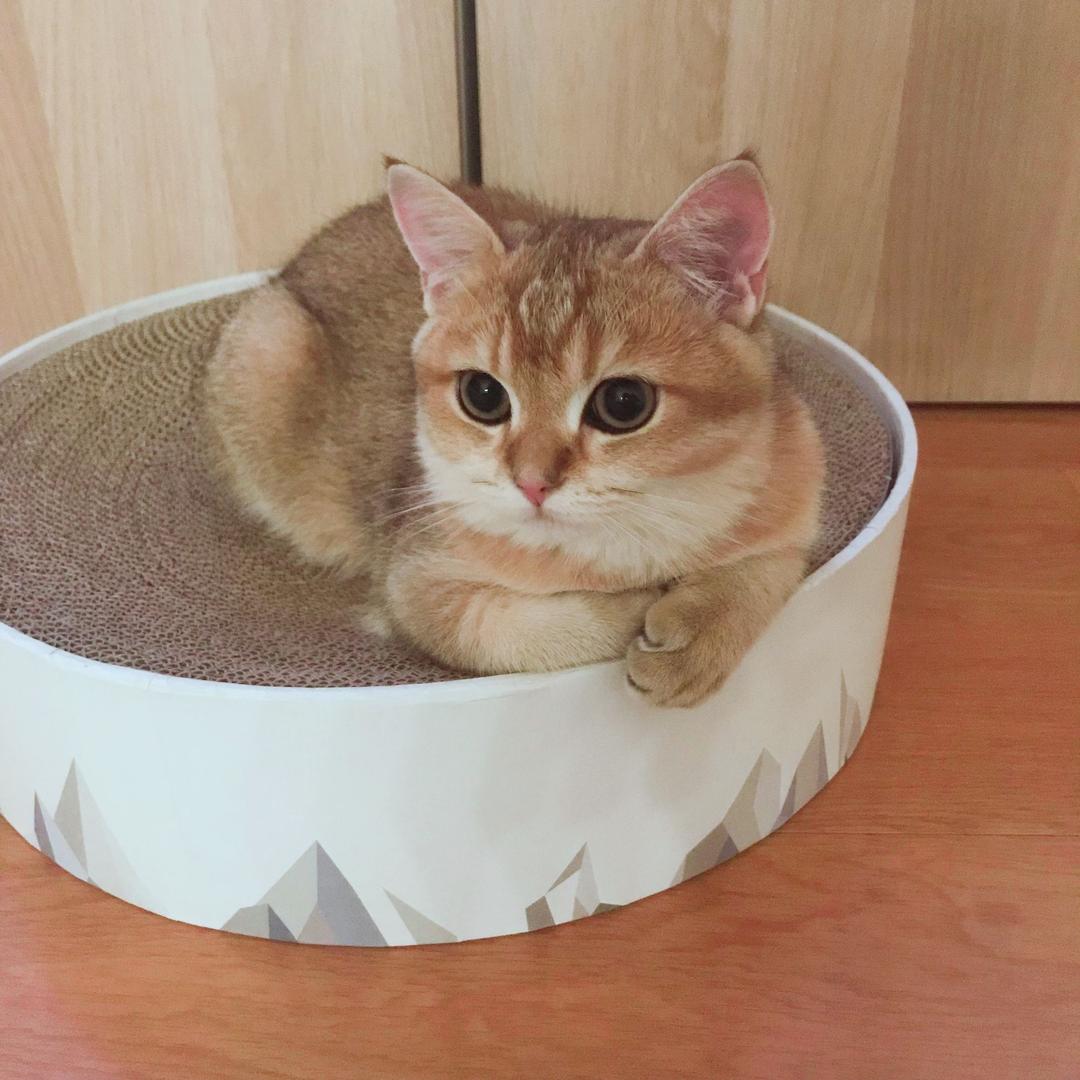 茉莉与胖