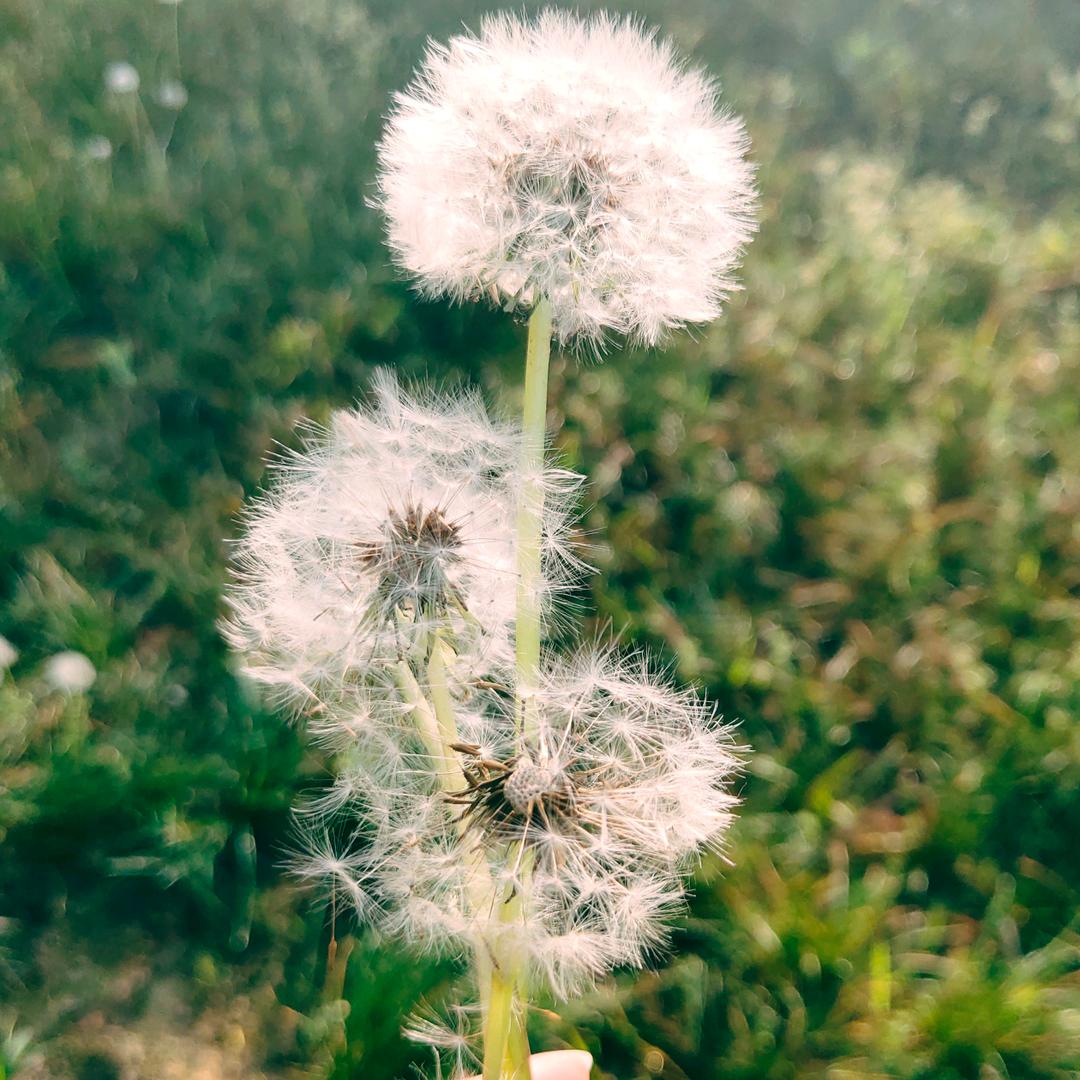 微微笑（手机摄影）