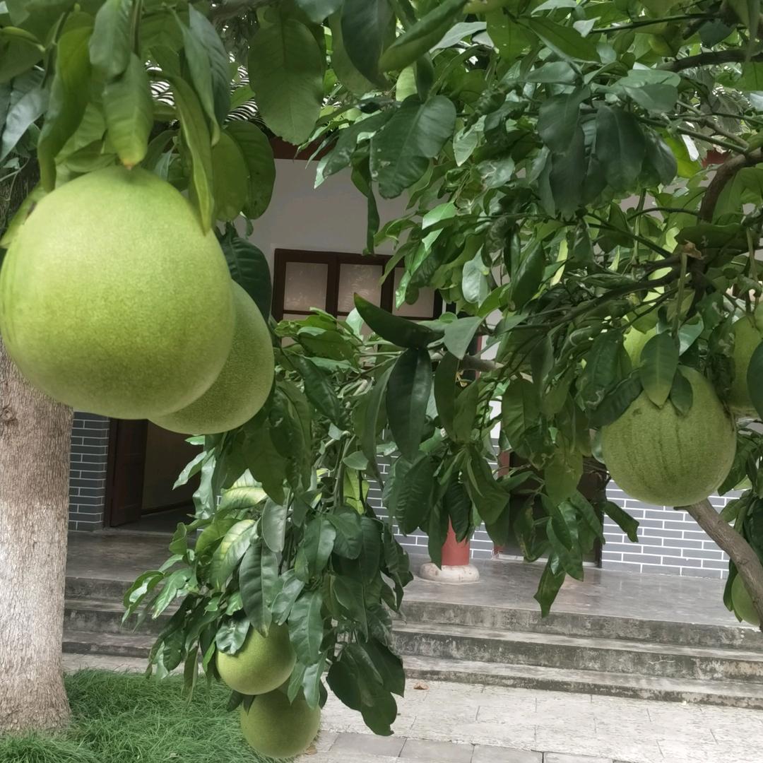 随意的风@